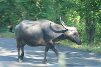 PICT0805.JPG