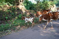 PICT0806.JPG