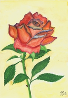 Image (9)