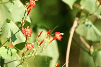 PICT1223.JPG