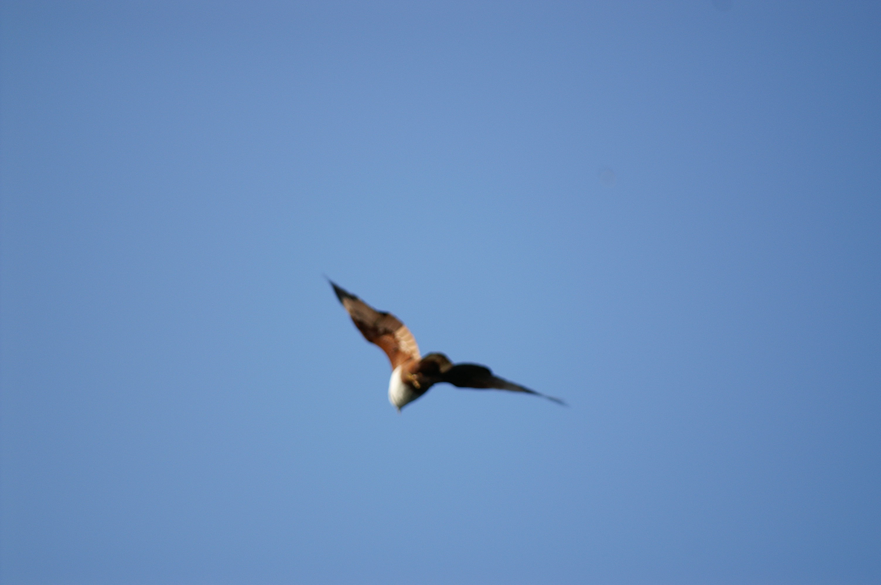 PICT0916.JPG
