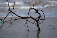 PICT0932.JPG