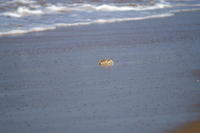 PICT0943.JPG