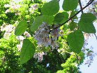 IMG_0422