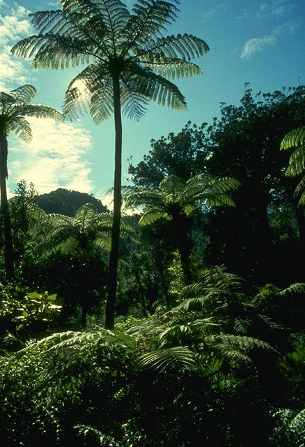 Nature017
