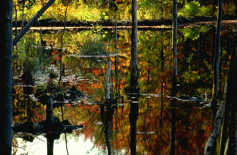 Nature093