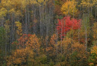 Nature094