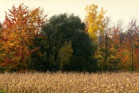 Nature096