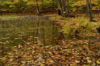 Nature097