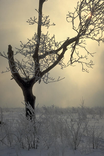 Nature098