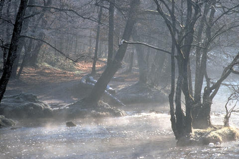 Nature105