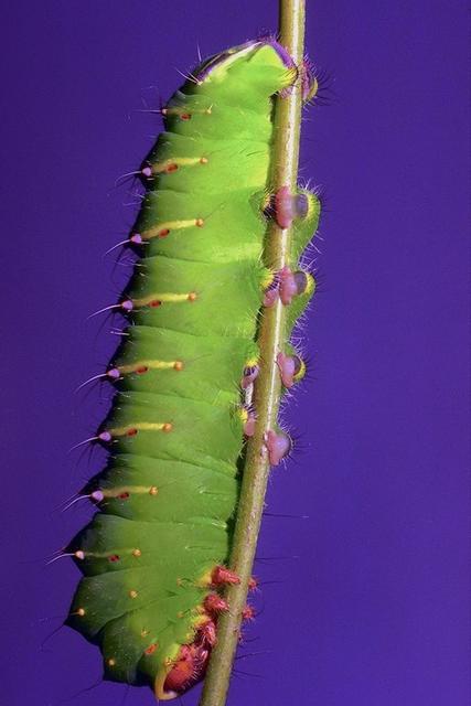 Nature135