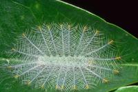 Nature139