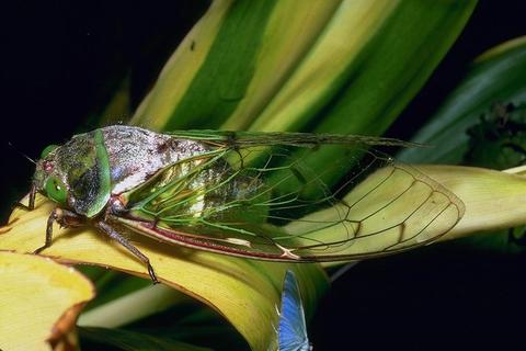 Nature145