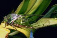 Nature145