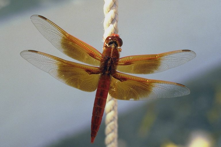 Nature153