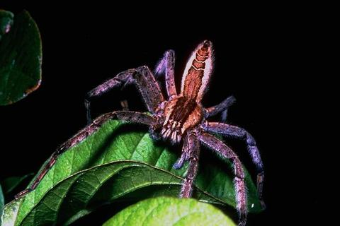 Nature154