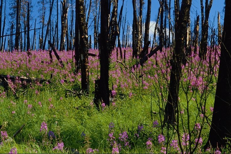 Nature164