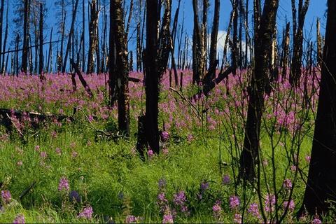 Nature164