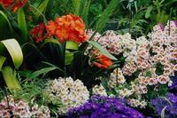 Nature206