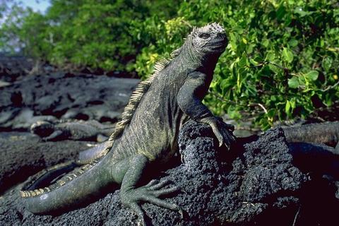 Nature210