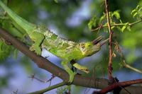 Nature225