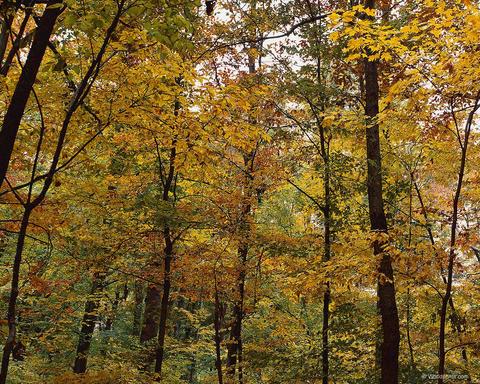 AUTUMN