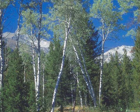 ASPEN