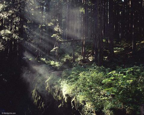 FOREST01