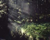 FOREST01