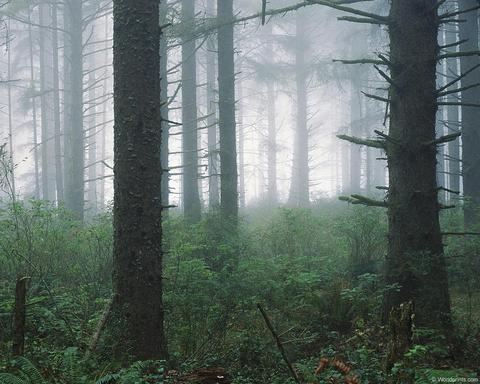 FOREST