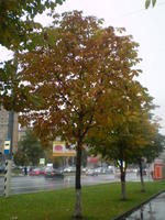 Осень йоптыть на Ленинском проспекте 85