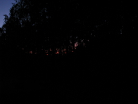 Ночной лес.