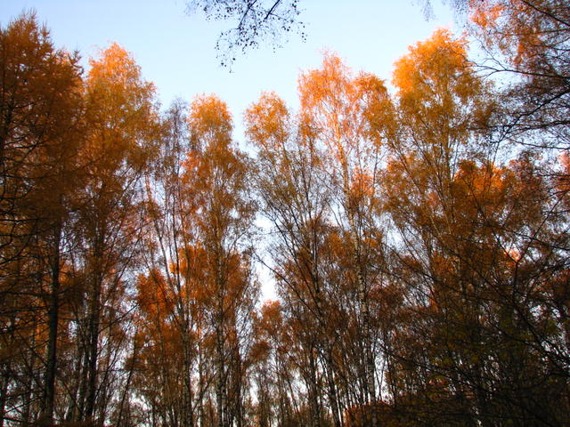 Листва, освещенная последними лучами заката.