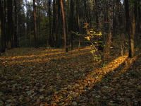 Закат в лесу