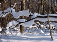 mIMG_2452