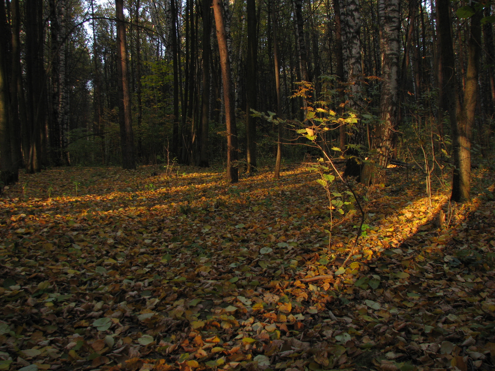Закат в лесу