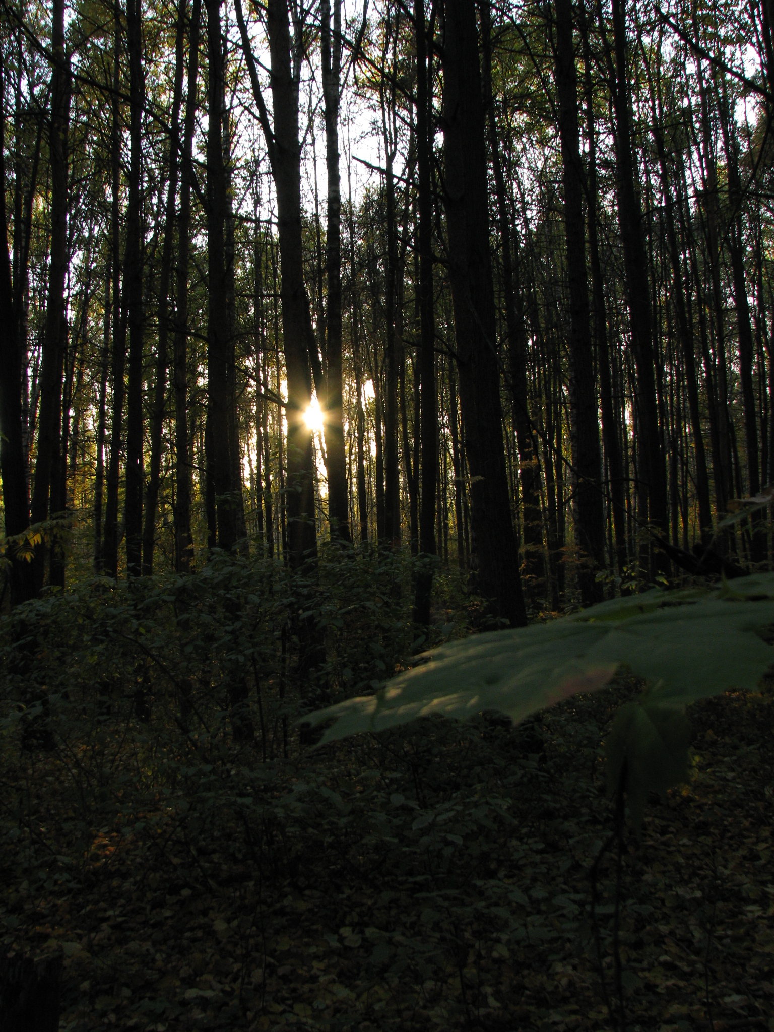 Заходящее Солнце