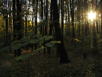 Заходящее Солнце