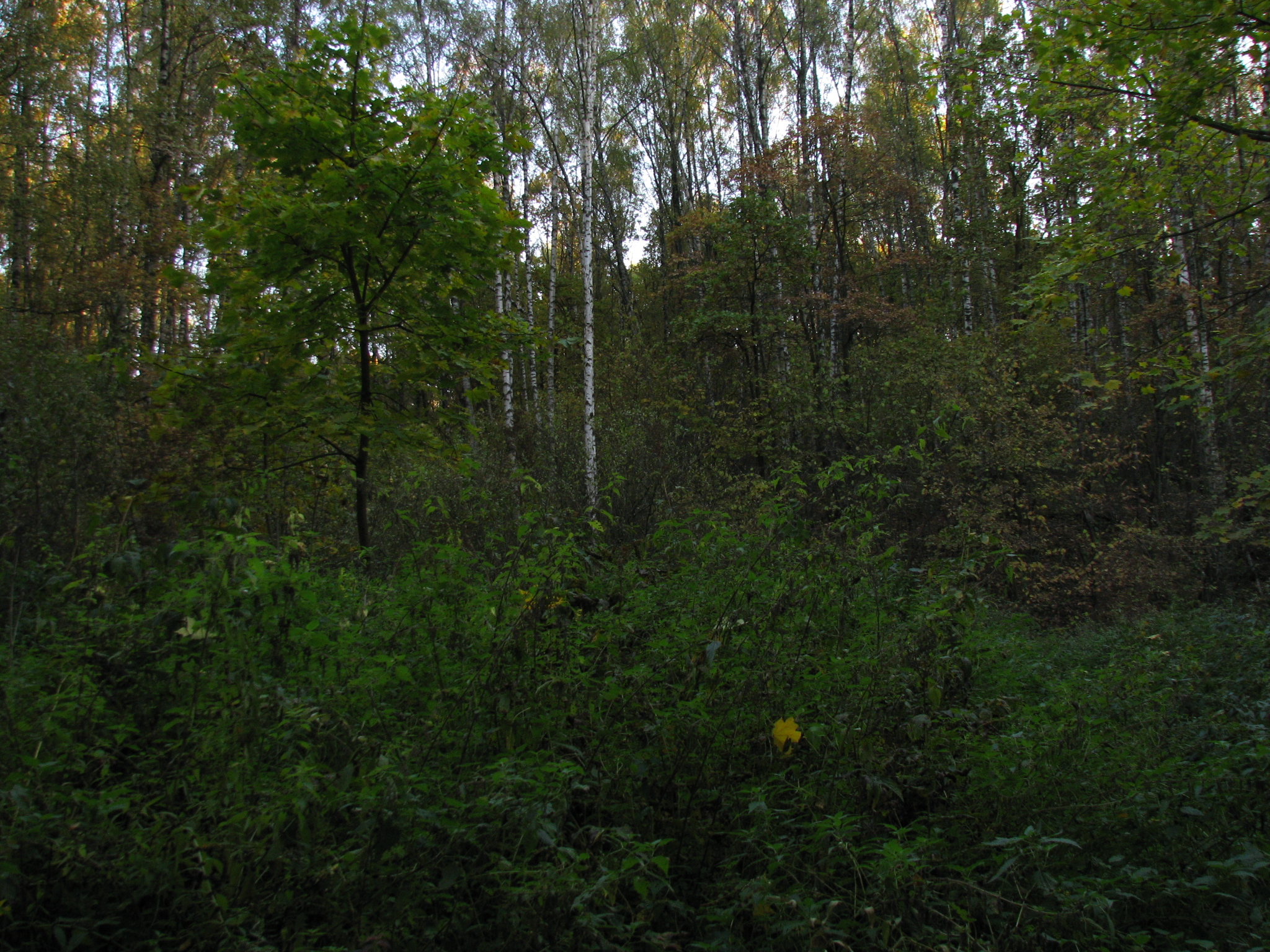 Лес