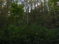 Лес