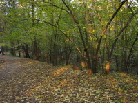 Орешник