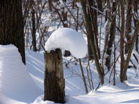 mIMG_2454