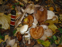 ‎7 ‎октября ‎2011 ‎г. лес грибочки.Тропарёво