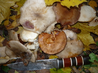 P1030530