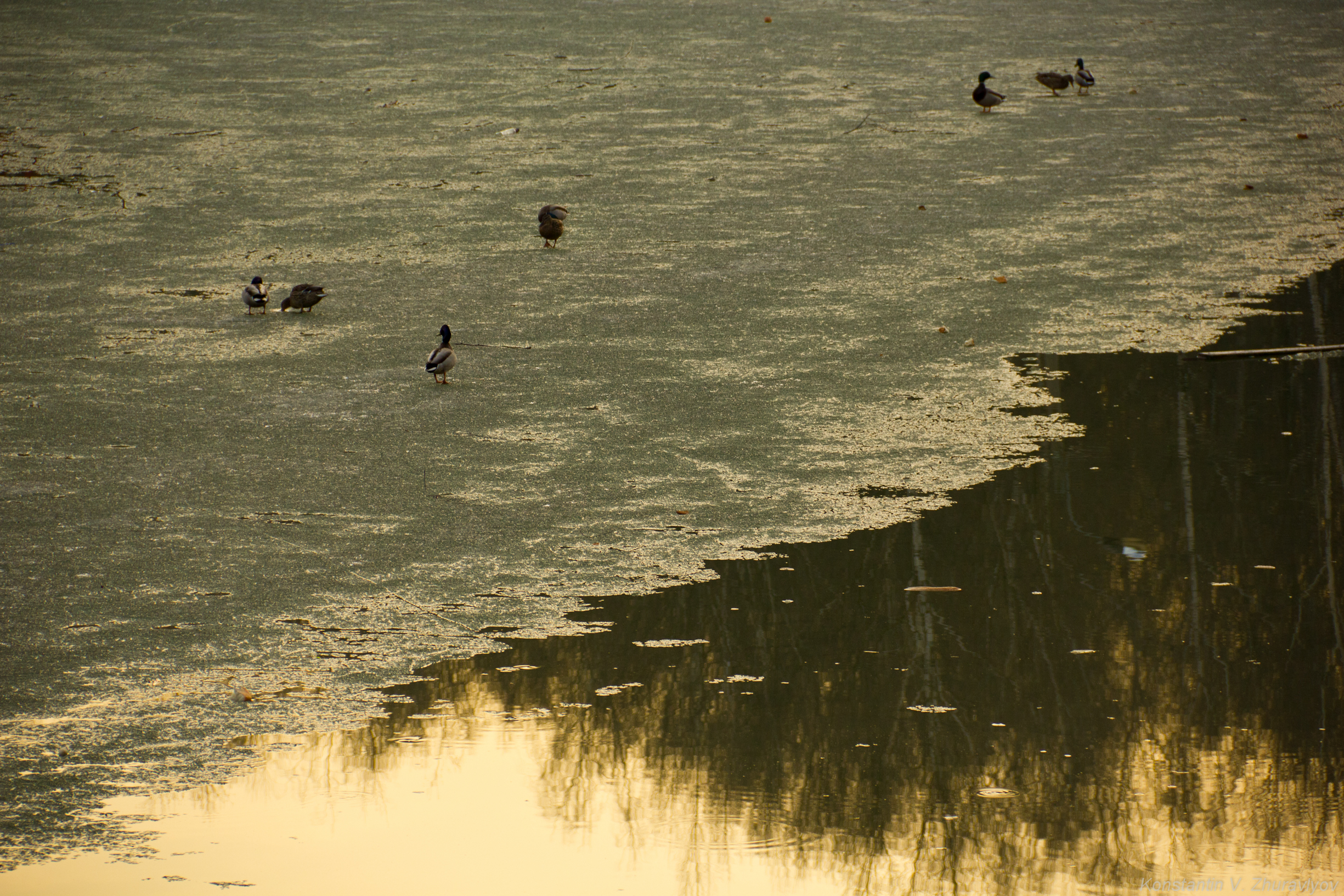 Утки на льду