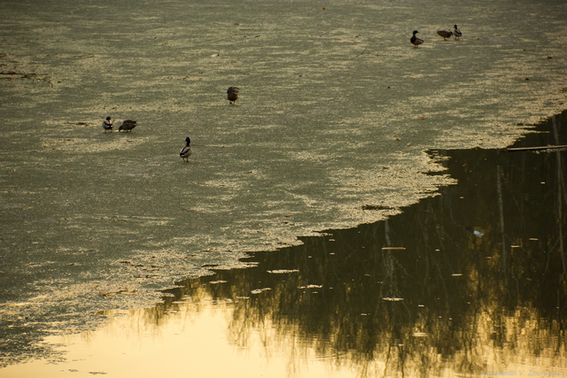 Утки на льду