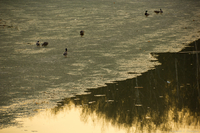 Утки на льду