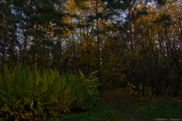 Сказочный лес