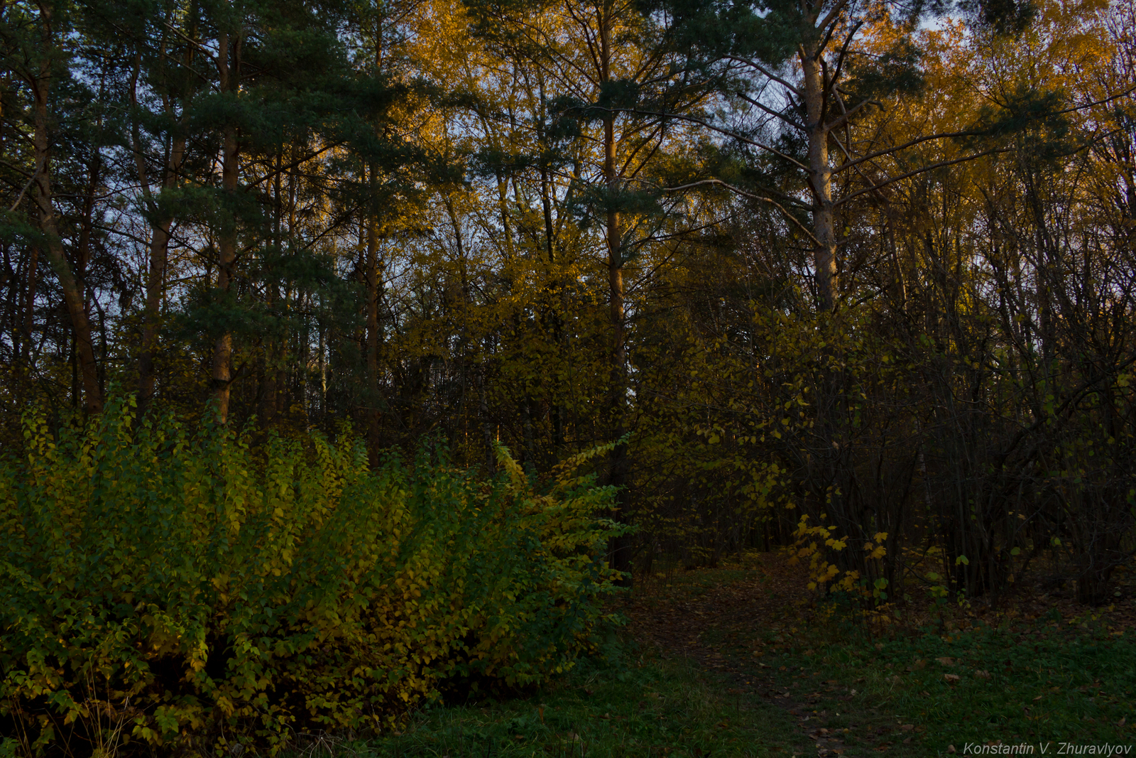 Сказочный лес